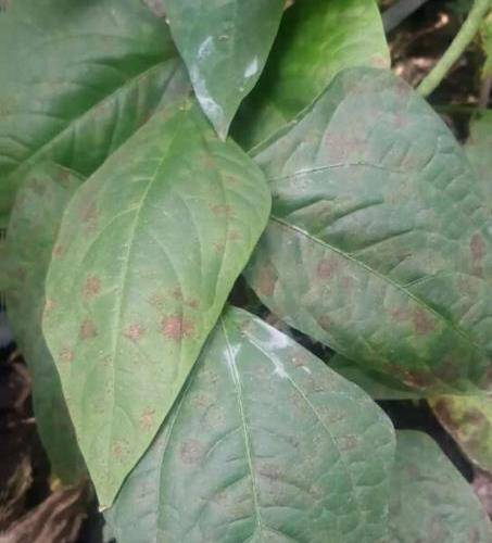 豆角叶子上什么病啊？是病毒引起的吗？怎么治？